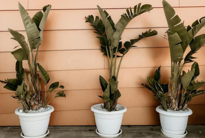 Amenajare gradini mici plante mediteraneene