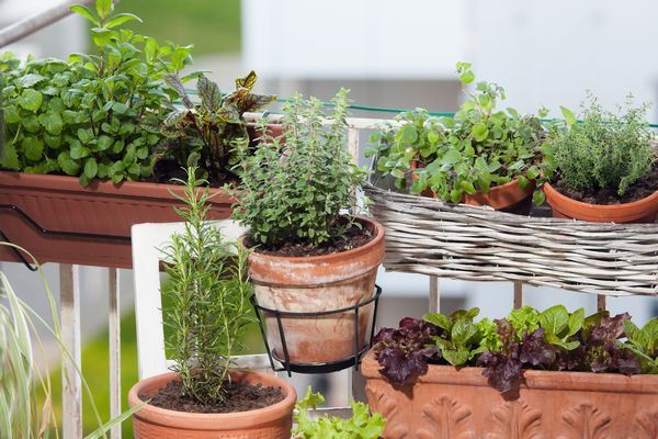 Ierburi aromatice in balcon
